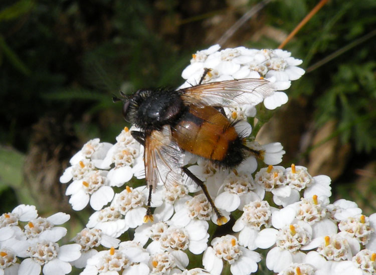 Musca domestica?